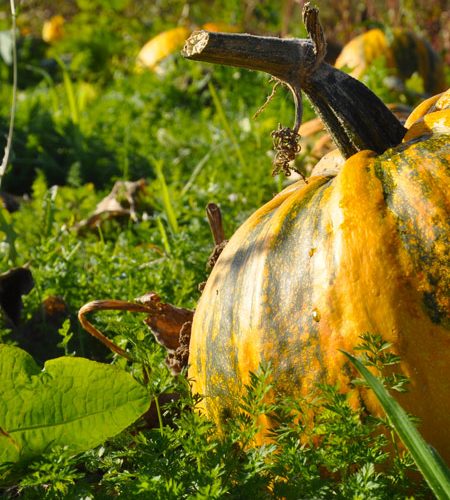 Préparation des Hortomnales du Prieuré de Saint Rémy La Varenne