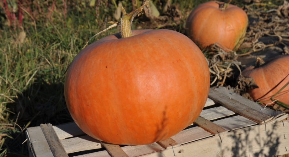 Cucurbita Maxima Jaune Gros De Paris Rezepte, Maxima Cucurbita Pumpkin