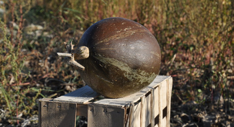 Potiron vert olive : Cucurbita maxima - Association du PrieurÃ©