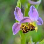 orchis abeille