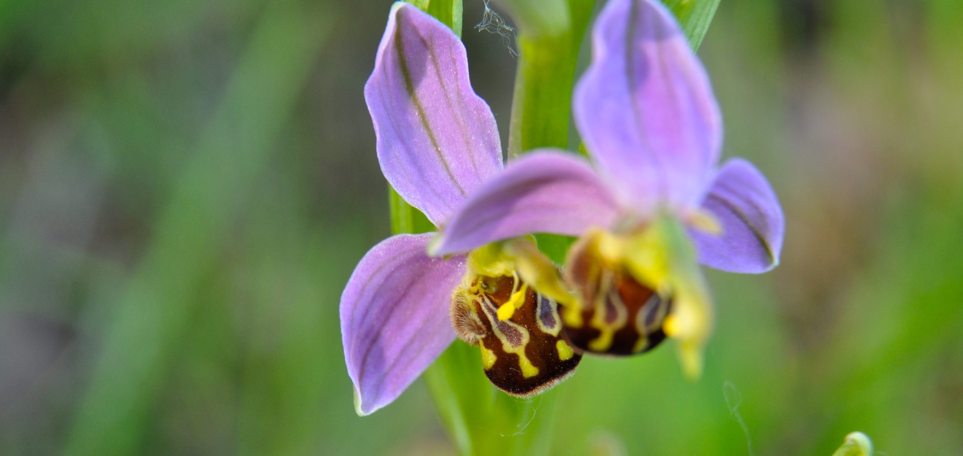 orchis abeille