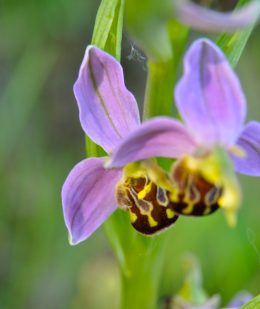 orchis abeille