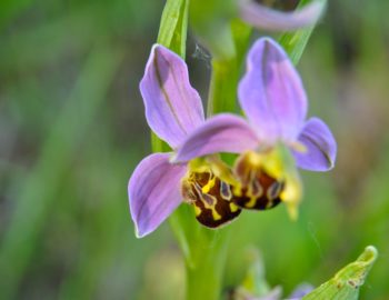 orchis abeille