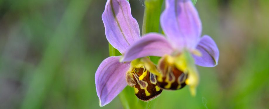 orchis abeille