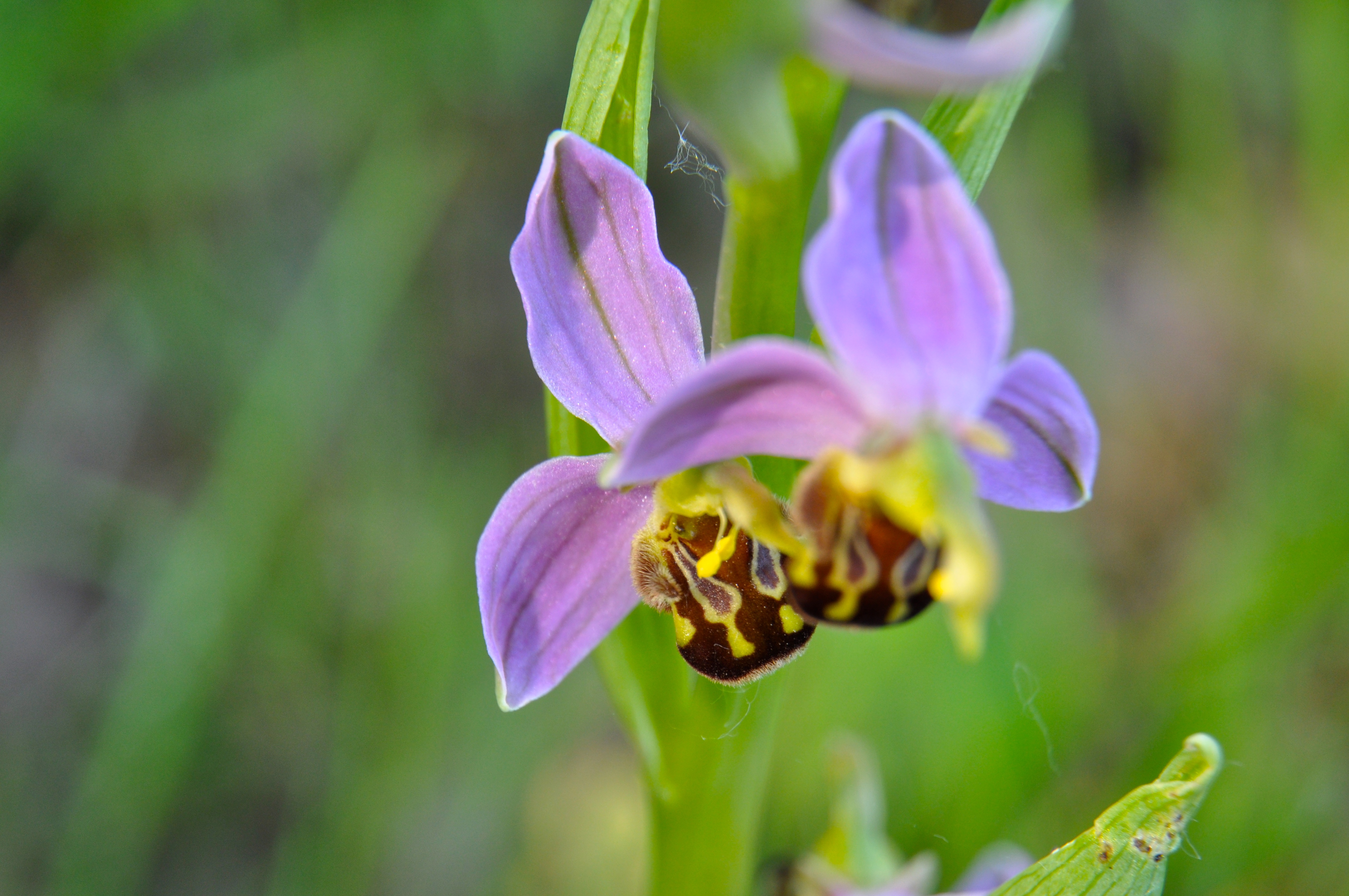 Sortie les orchidées sauvages