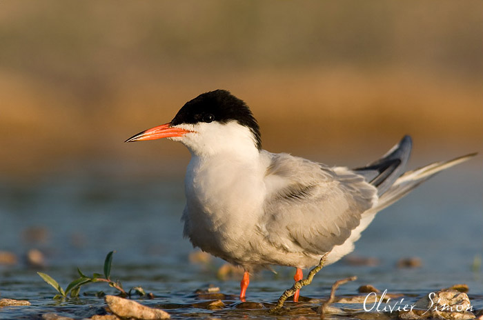 Les balades ornithologiques des quatre saisons