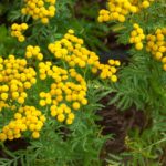 Sortie Vertueuses plantes de nos contrées