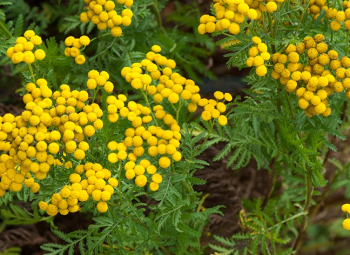 vertueuses plantes de nos contrées