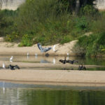 Les balades ornithologiques des quatre saisons