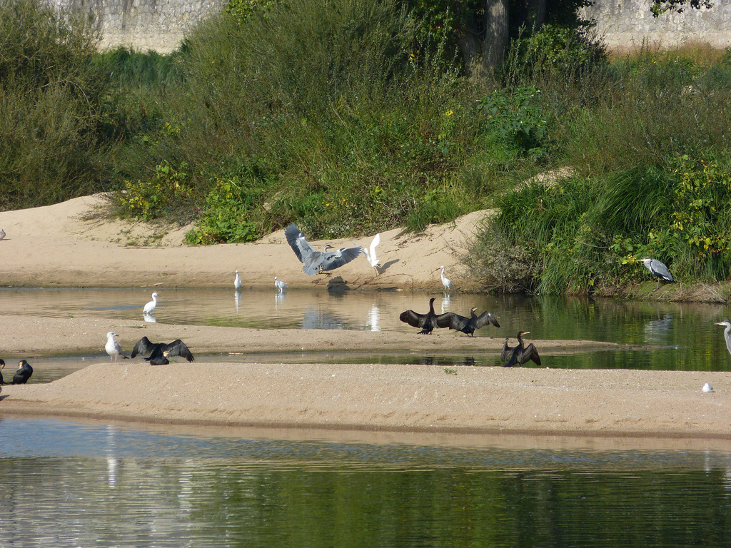 Les balades ornithologiques des quatre saisons