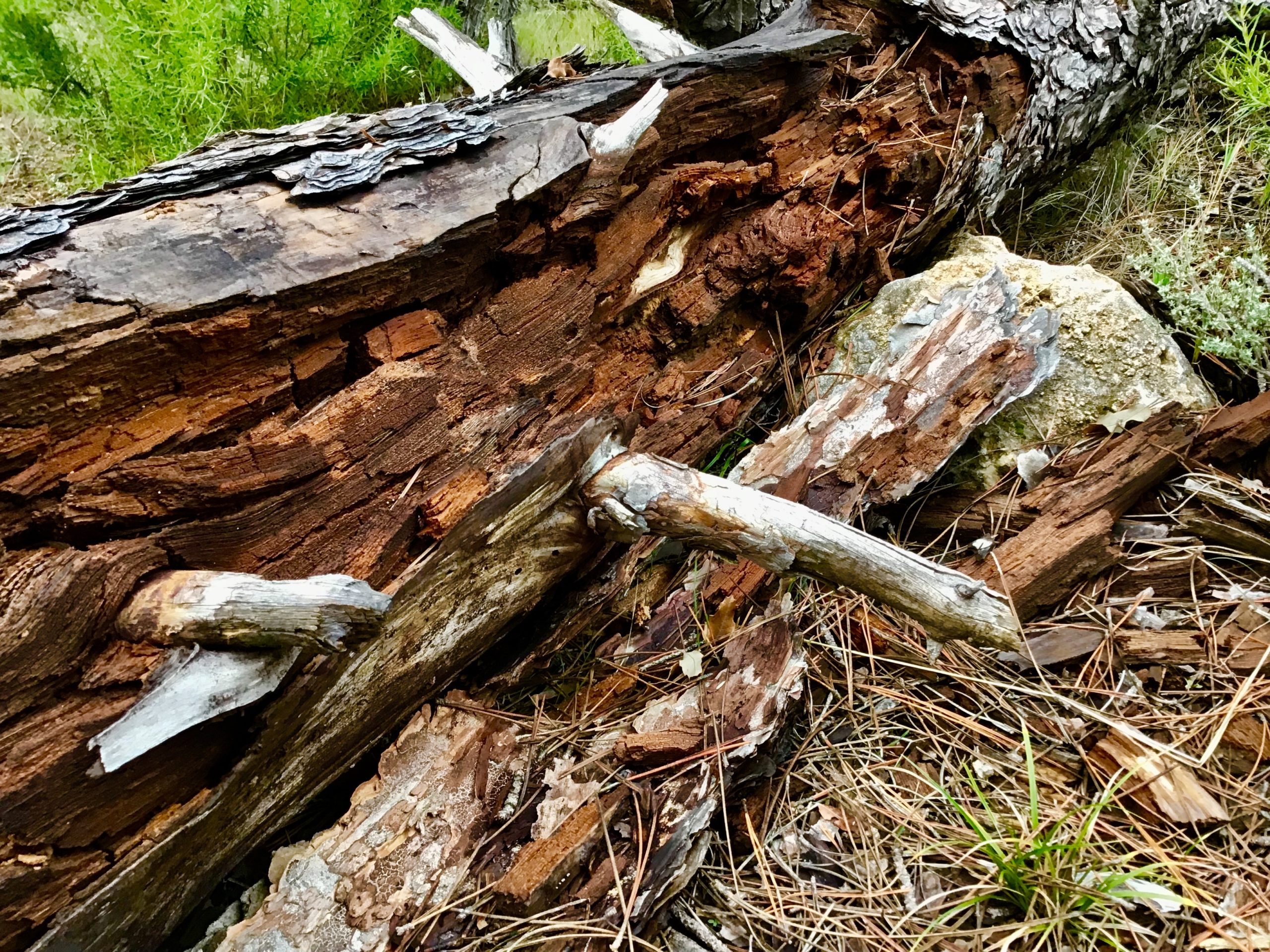 Sortie "Les super-héros du recyclage forestier"