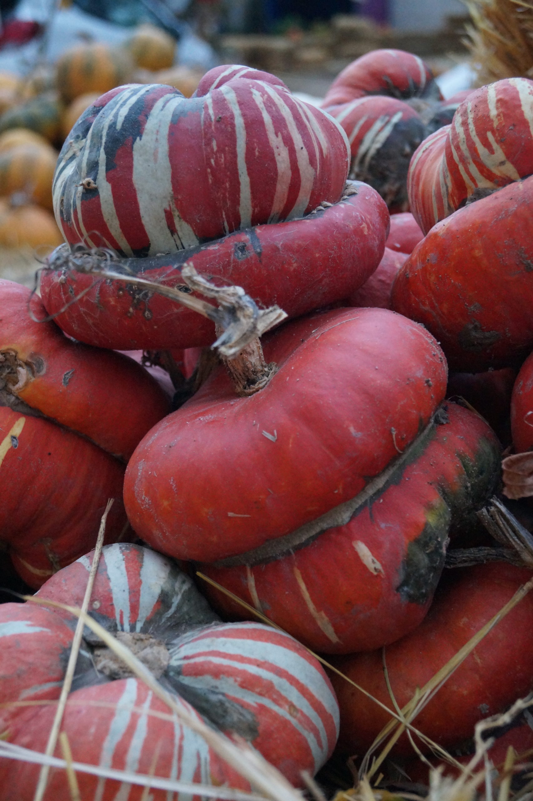 Vente de courges