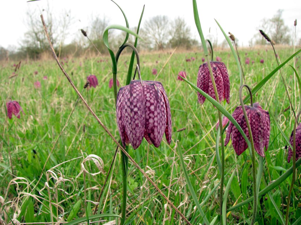 fritillaires pintades St Rémy la Varenne