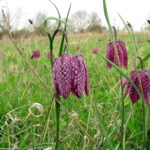 fritillaires pintades St Rémy la Varenne