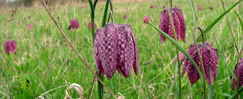 fritillaires pintades St Rémy la Varenne