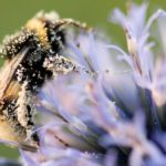 Fleurs, insectes et pollinisation, qui a besoin de qui ?