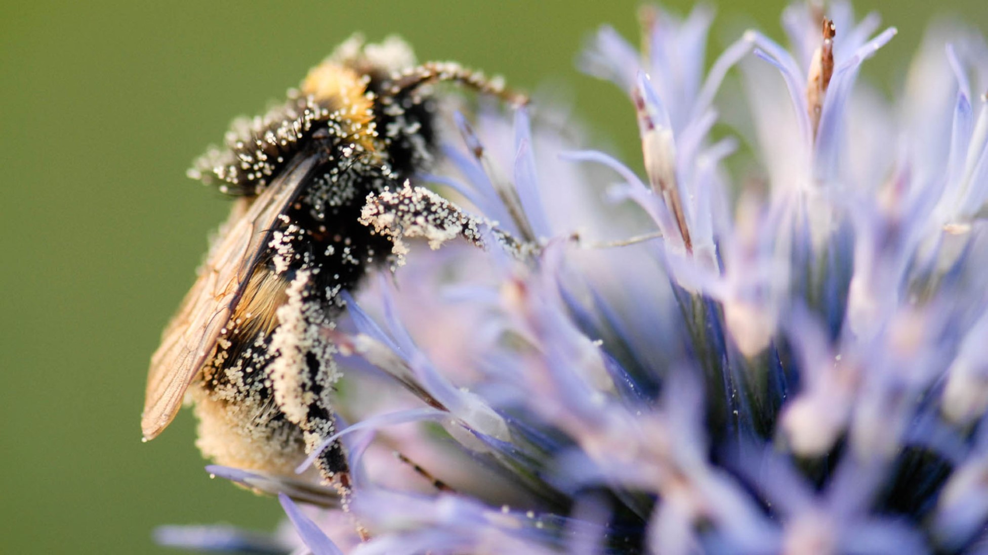 Fleurs, insectes et pollinisation, qui a besoin de qui ?