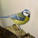 Atelier créatif : mangeoires pour les oiseaux