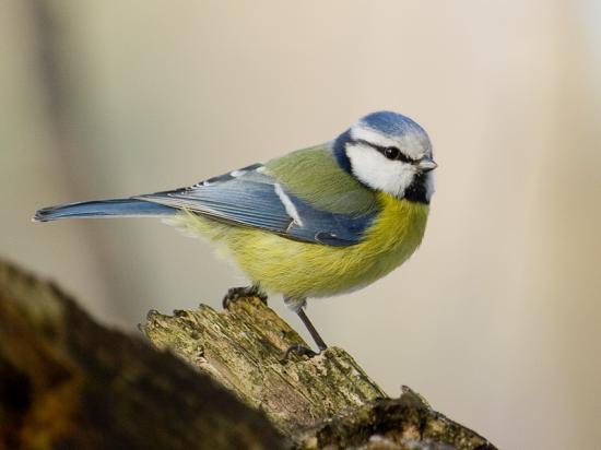 Atelier créatif : mangeoires pour les oiseaux