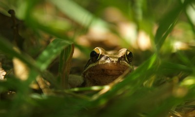 Sensibles : au cœur des espaces naturels de l'Anjou